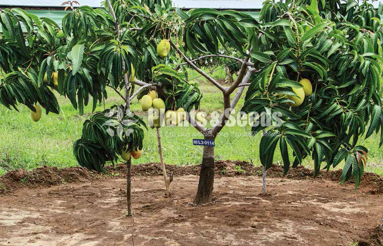 T J C MANGO PLANT 