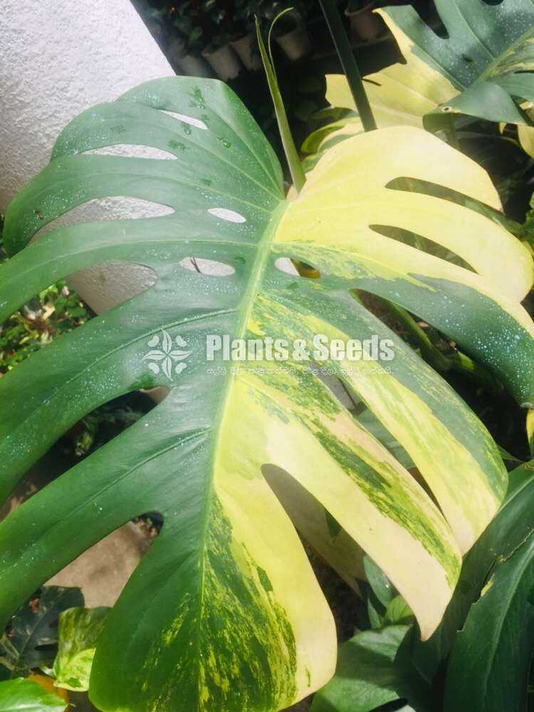 Philodendron Monstera