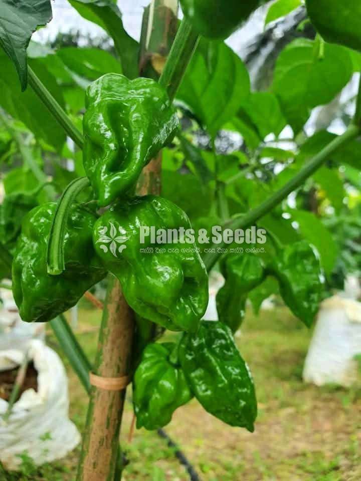 නයිමිරිස් බීජ