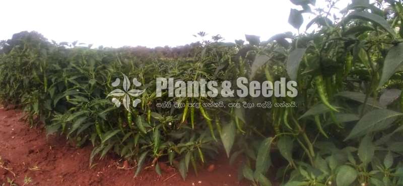Chilli Seeds Mich hy1 Miris Hybrid 5g