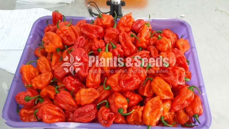 Hybrid Pepper Hot Dragon Seeds නයි මිර්ස් බීජ 0.25g 