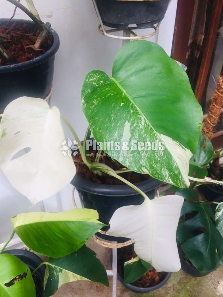 Philodendron Monstera