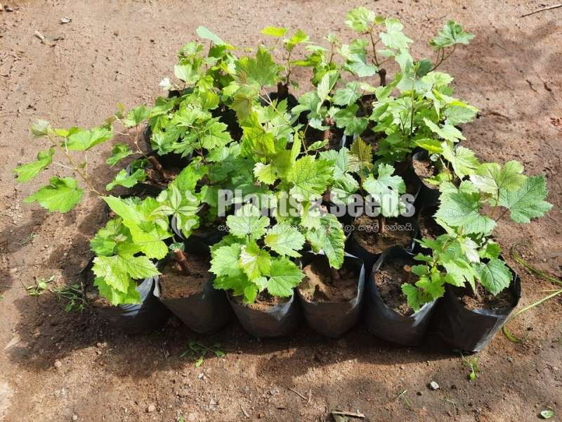 Israel Blue Grapes (ඊශ්‍රායල් බ්ලූ මිදි)
