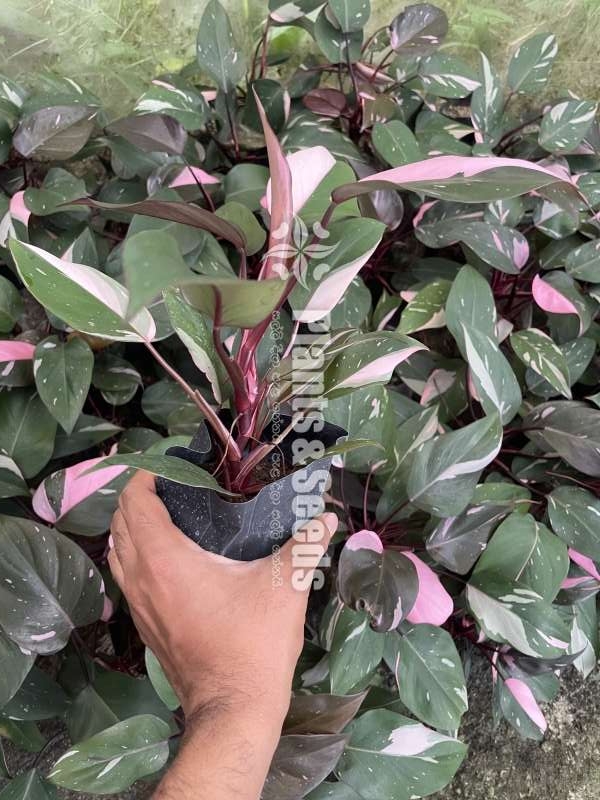 Philodendron Pink Princess - Highly Variegated