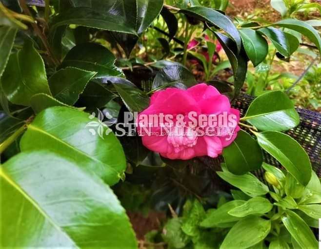 Camellia Plants