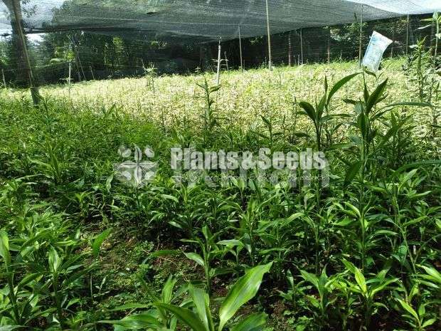 sandriyana plant 0779577639