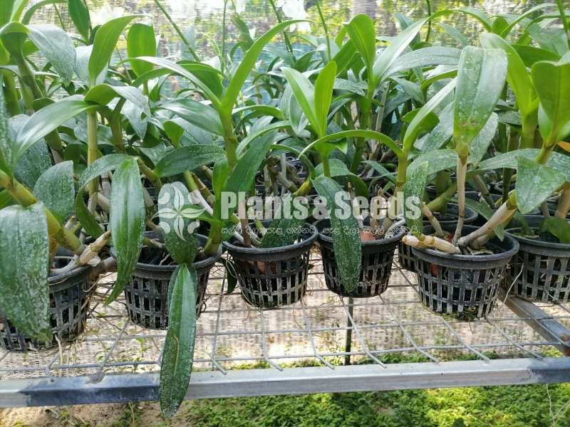 White Orchid Plant Available 