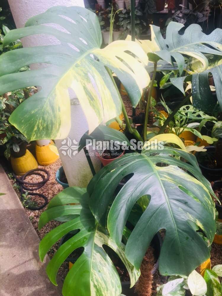 Philodendron Monstera