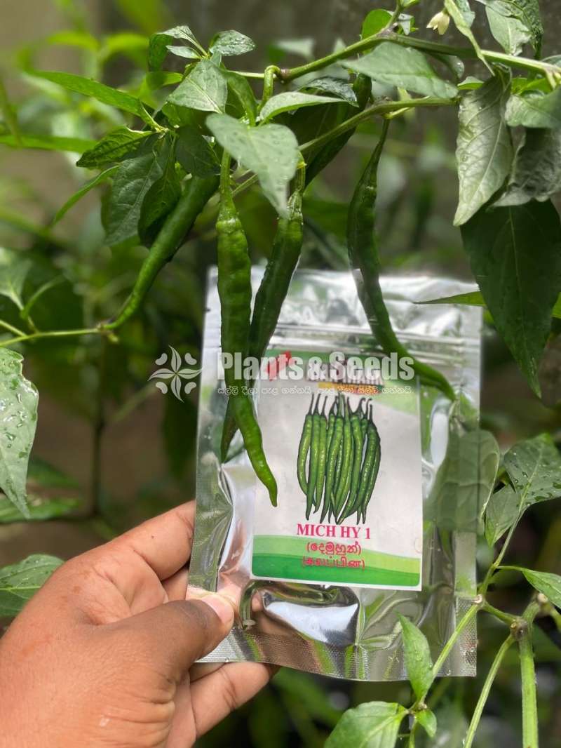 Chilli Seeds Mich hy1 Miris Hybrid 10g