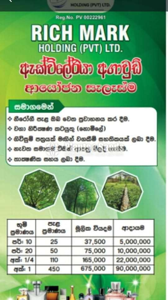 Agarwood wallapatta plants