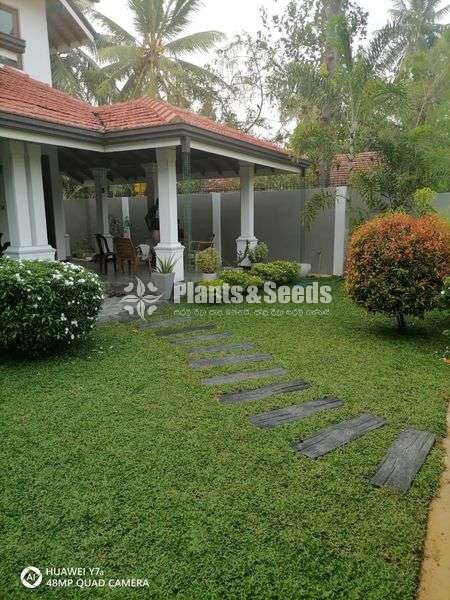 Malaysian carpet grass
