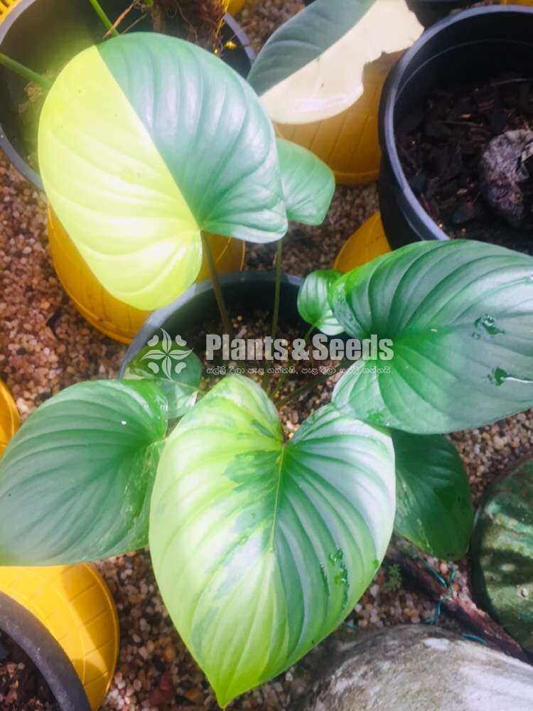 Homalamina Variegated Plants