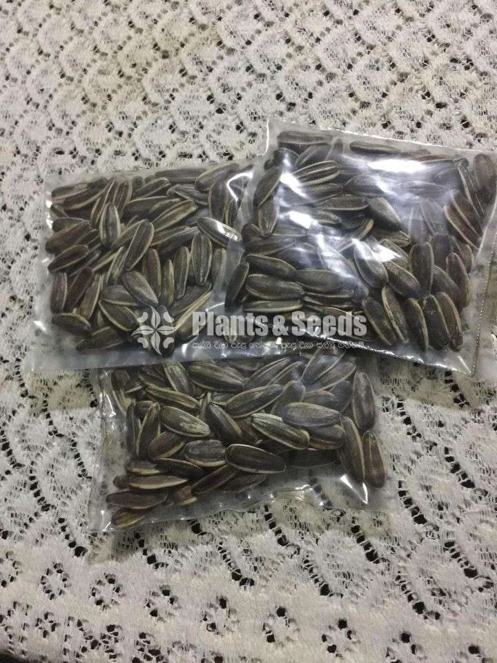 Sunflower seeds / සුරියකාන්ත ඇට  /  சூரியகாந்தி விதைகள்
