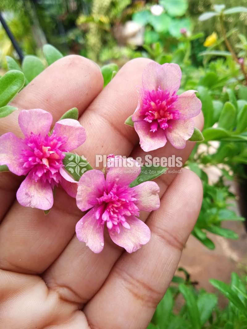 Dubai rose japan  rose cuttings  pack