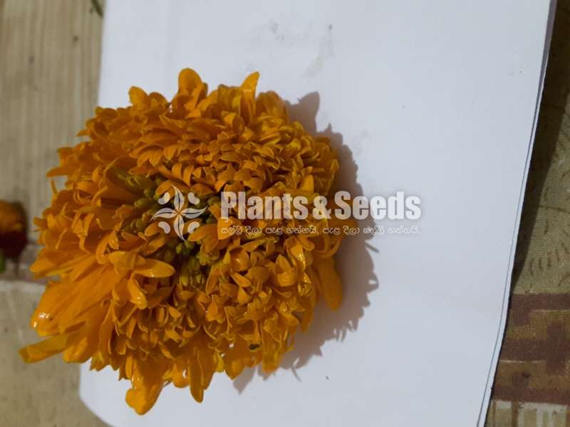 Das Pethiya Seeds