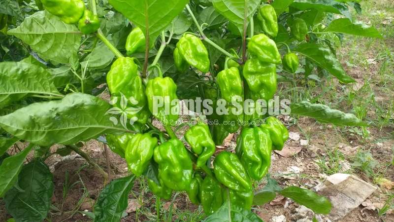 Hybrid Pepper Hot Dragon Seeds නයි මිර්ස් බීජ 0.25g 