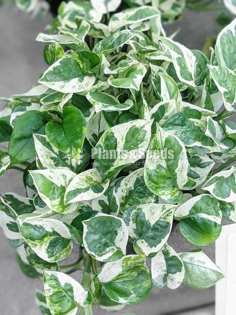 indoor plants