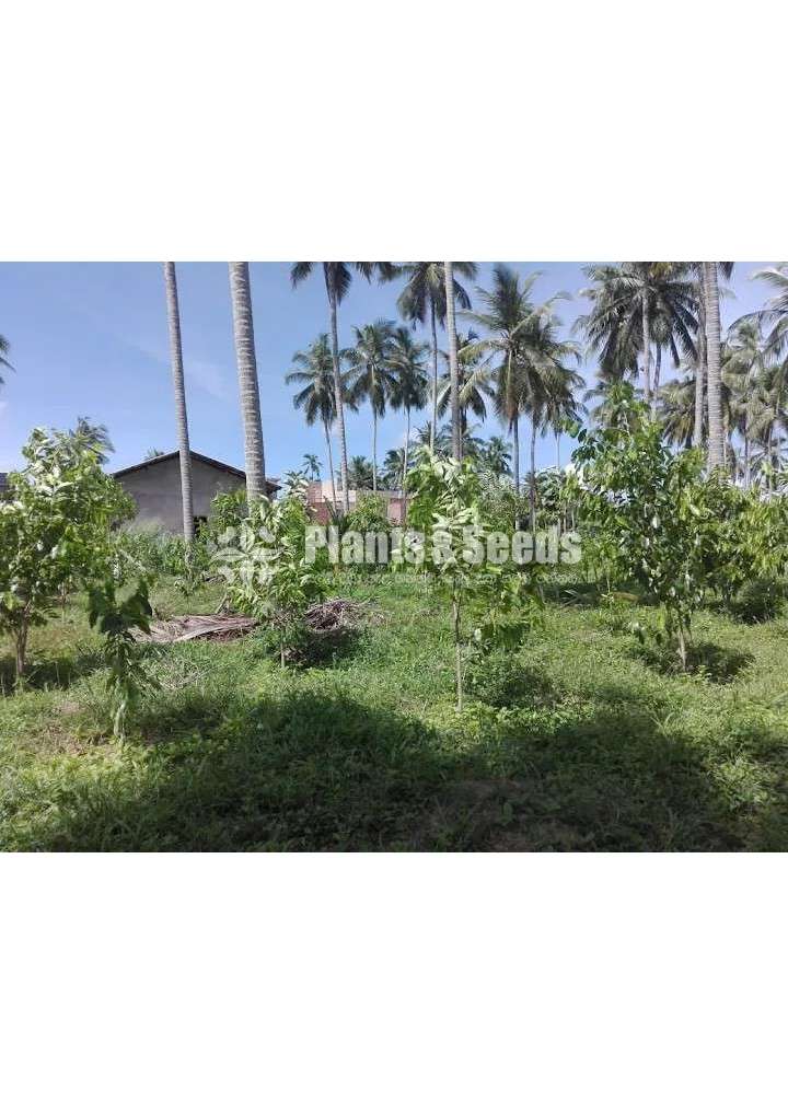 Agarwood wallapatta plants