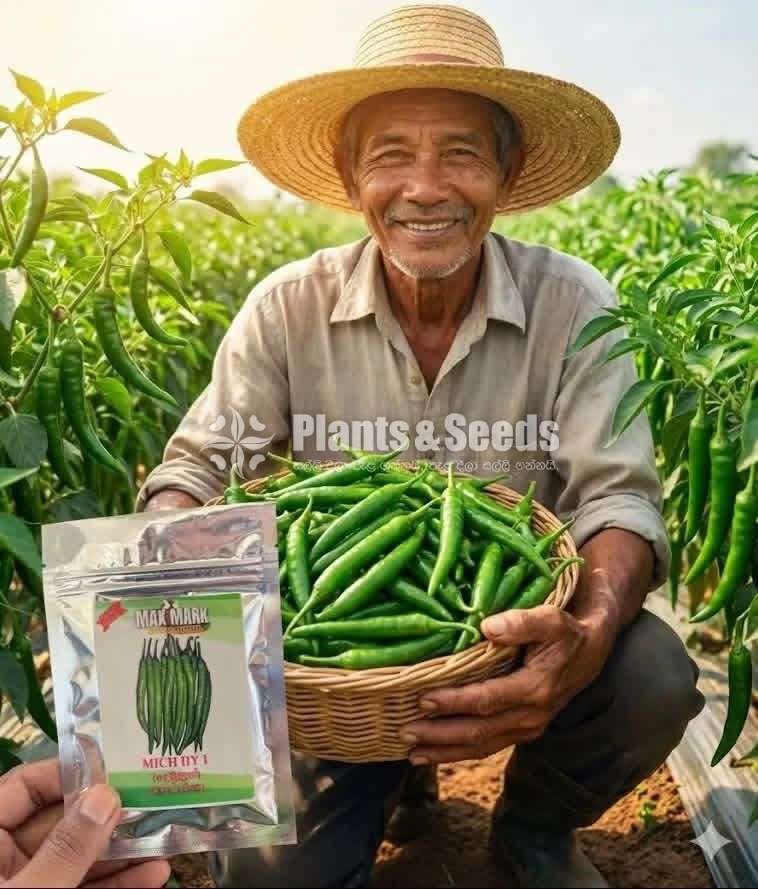 Chilli Seeds Mich hy1 Miris Hybrid 10g