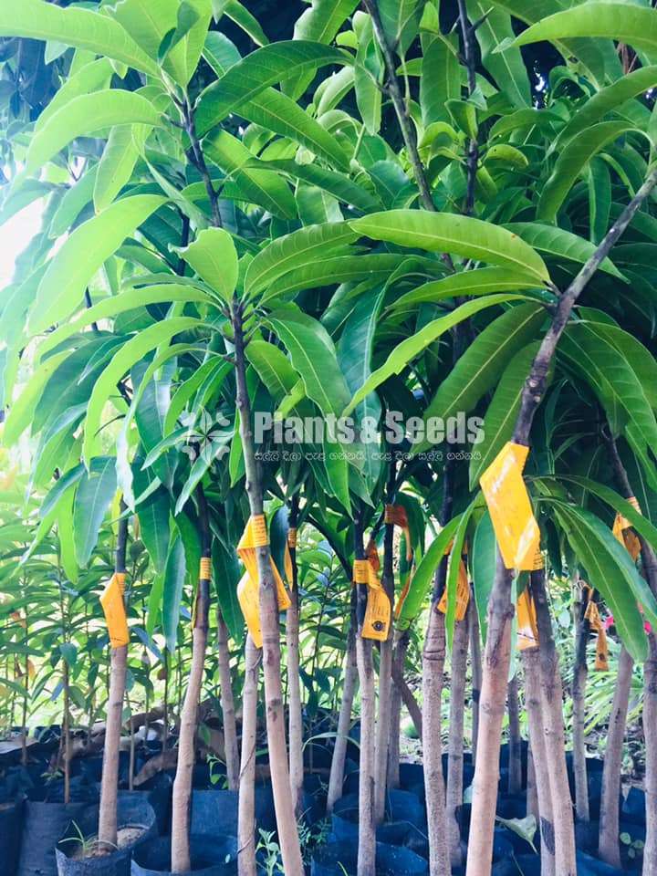 T J C MANGO PLANT 