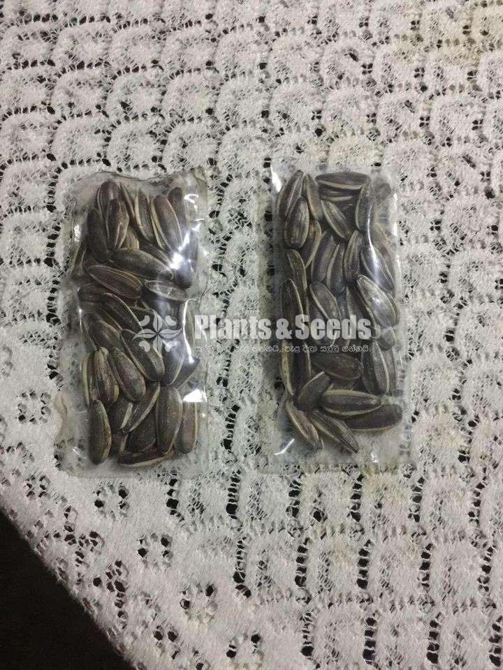 Sunflower seeds / සුරියකාන්ත ඇට  /  சூரியகாந்தி விதைகள்