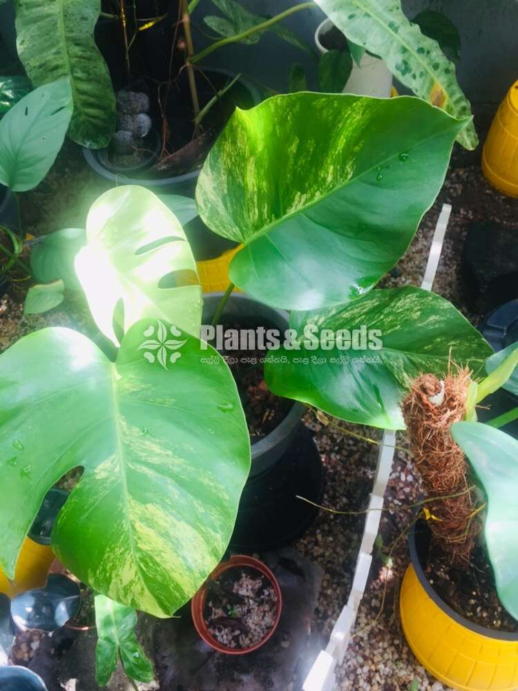 Philodendron Monstera