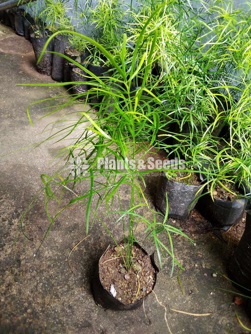 හාතාවාරිය (Hathawariya ) Asperagus