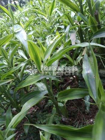 sandriyana plant 0779577639