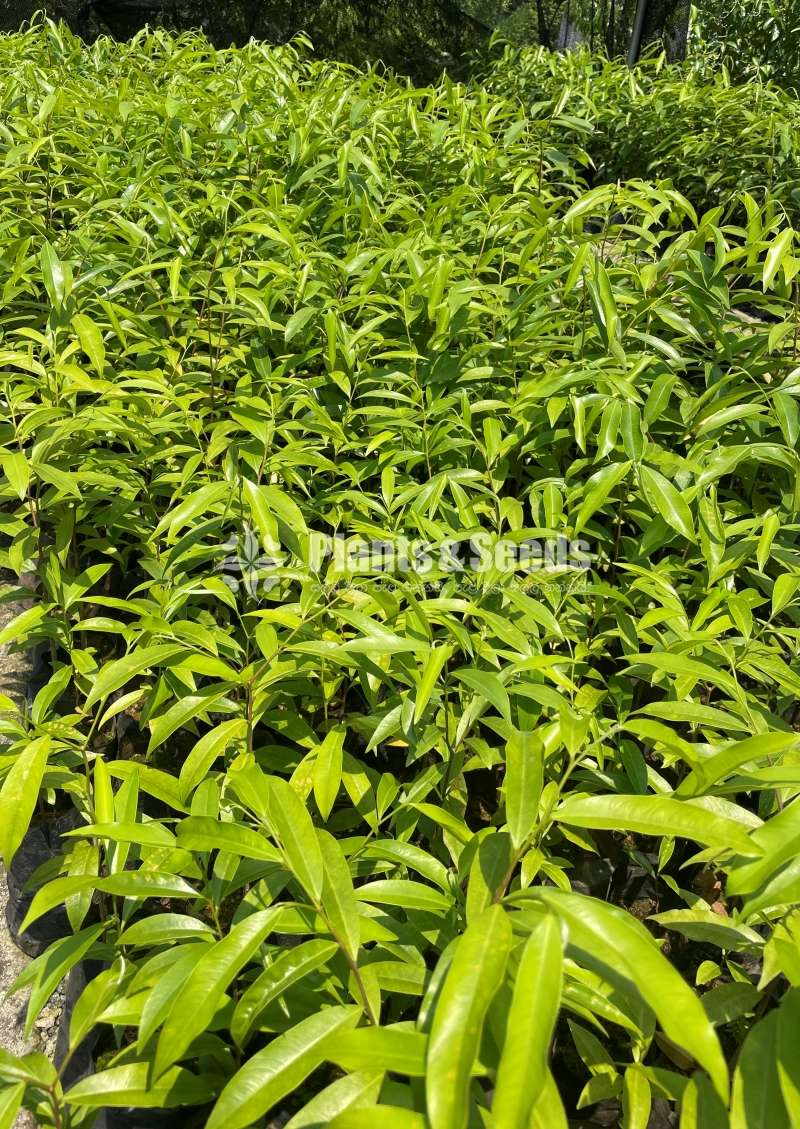 Agarwood Plants