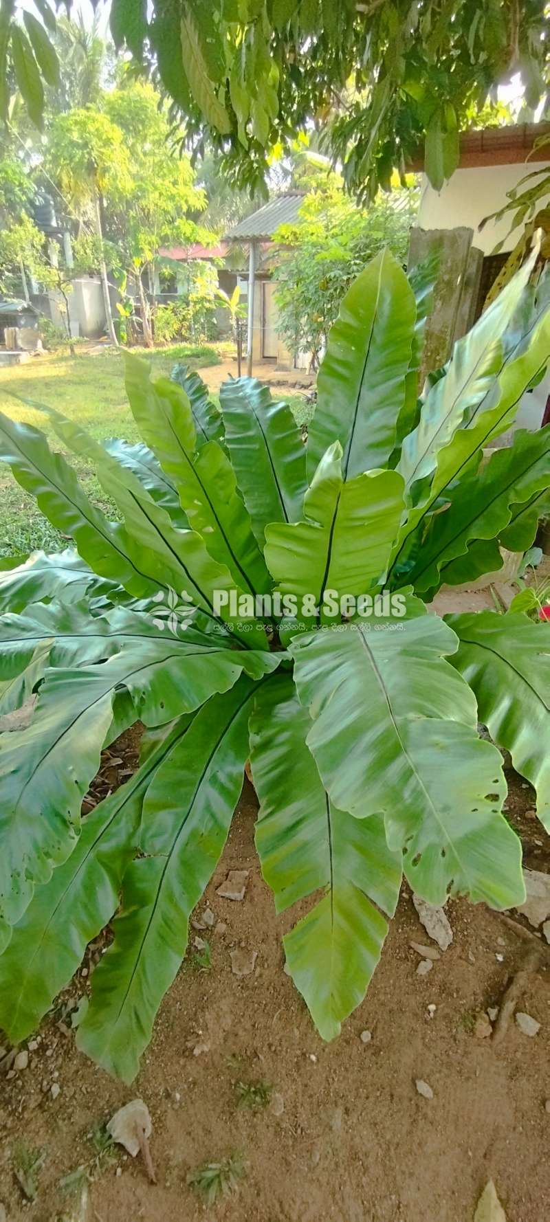A large Bird's nest plant for sale in Meegoda, Homagama