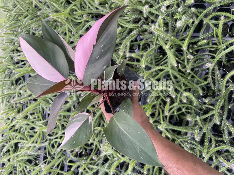 Philodendron Pink Princess - Highly Variegated