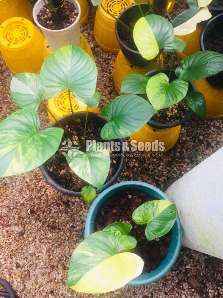 Homalamina Variegated Plants