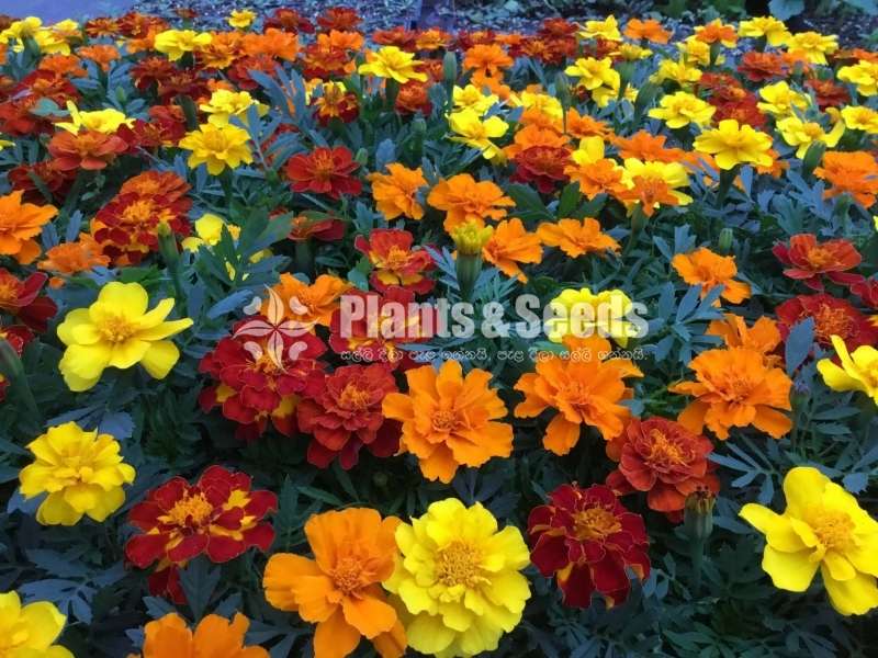 දාස්පතියා පැල හා බීජ (වර්ණ රැසකින්)