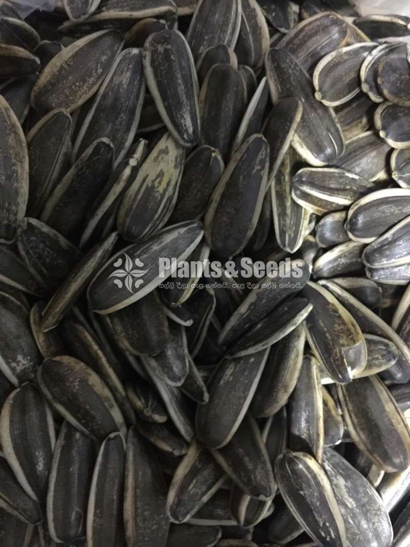 Sunflower seeds / සුරියකාන්ත ඇට  