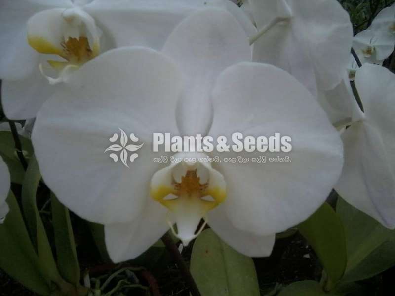 Phalaenopsis Flowers For Bouquet