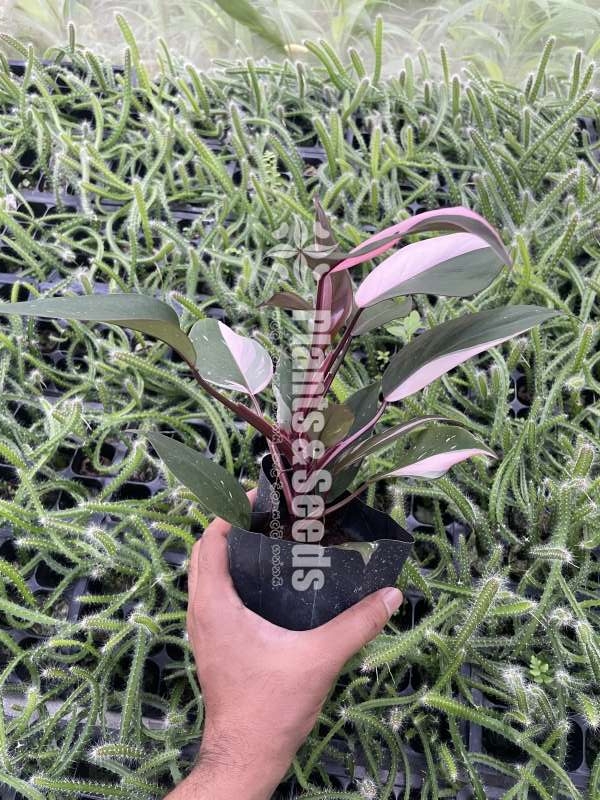 Philodendron Pink Princess - Highly Variegated