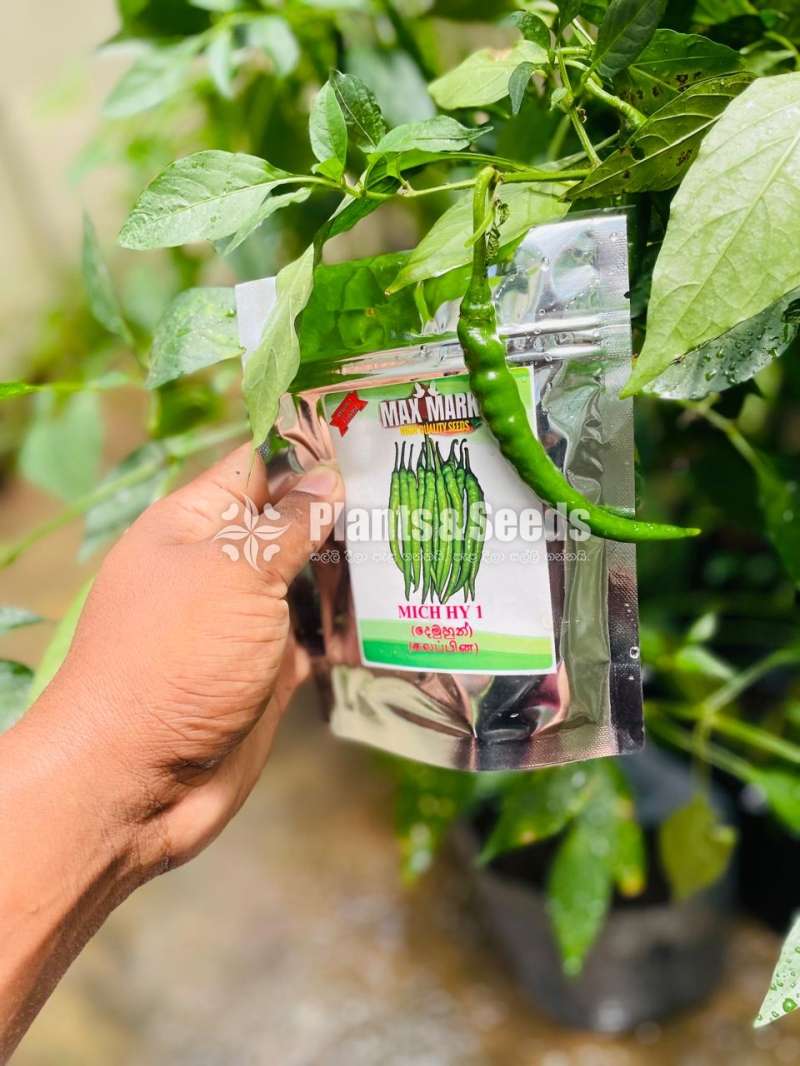 Chilli Seeds Mich hy1 Miris Hybrid 10g