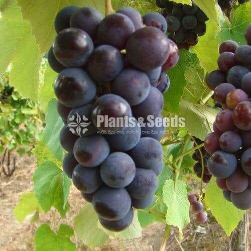 Isebella  Grapes (ඉසබෙලා මිදි)