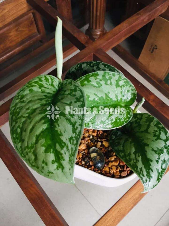 Scindapsus Plants