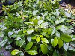 Fuerte Avocado (ෆර්ටේ අලිගැටපේර )
