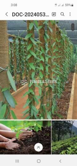 Indoor plants jaela urbanleaf 