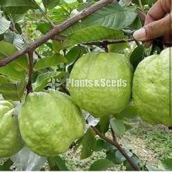 ලේයර් ඇපල් පේර පැල