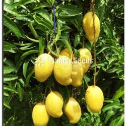 T J C MANGO PLANT 