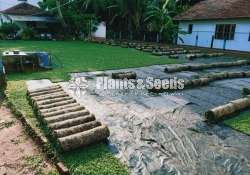 Malaysian carpet grass