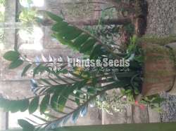 Indoor plants jaela urbanleaf 