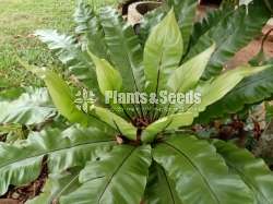 A large Bird's nest plant for sale in Meegoda, Homagama