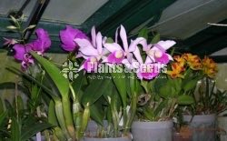 Dendrobium Orchid