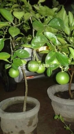 Mandarin Plant