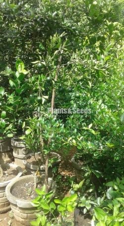Mandarin Plant
