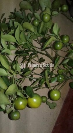 Mandarin Plant